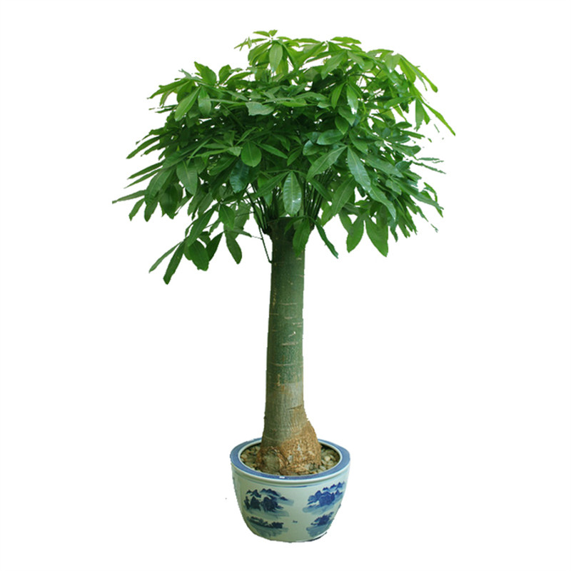 锦绣前程