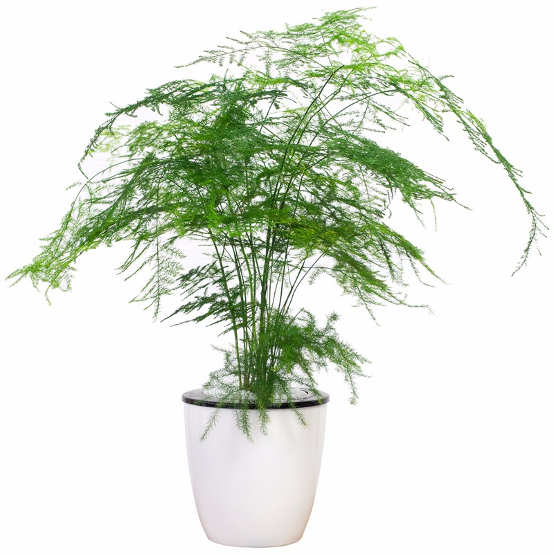 胸有成竹